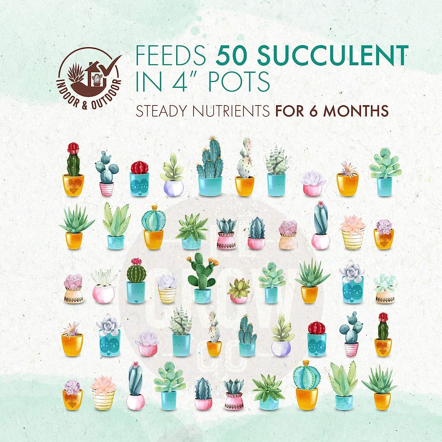 Succulents & Cactus Plant Food - Gentle Long Lasting Formula, Slow Release Fertilizer (Liquid Alternative) for All Potted Succulent, Cacti & Aloe Vera Plants (5 oz) 24hrsmart